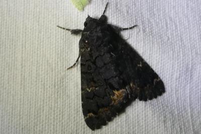 <i>Catephia alchymista</i>