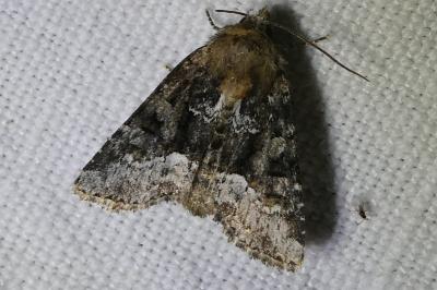 <i>Oligia</i>