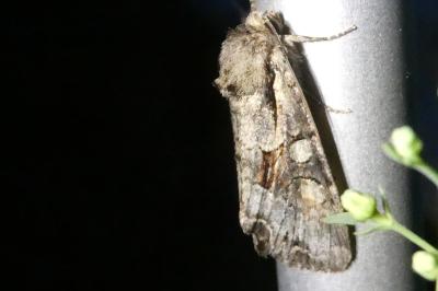 <i>Lacanobia w-latinum</i>