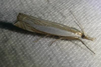 <i>Crambus pascuella</i>