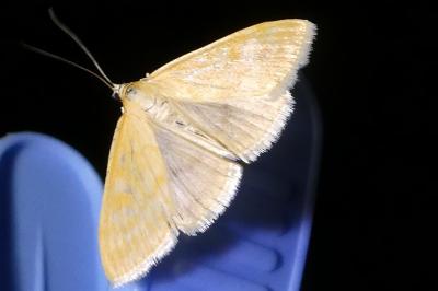 <i>Sitochroa verticalis</i>