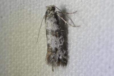 <i>Scythropia crataegella</i>