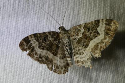 <i>Epirrhoe alternata</i>
