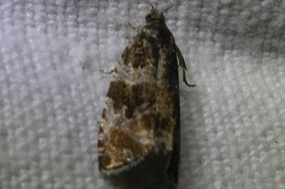 <i>Orthotaenia undulana</i>