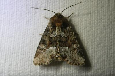 <i>Oligia</i>
