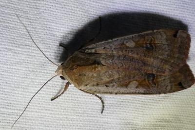 <i>Noctua pronuba</i>