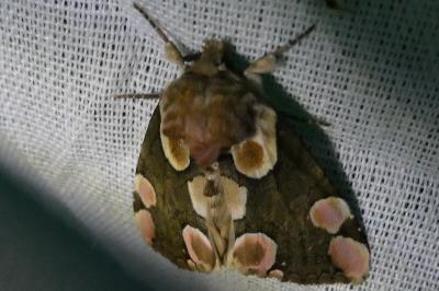 <i>Thyatira batis</i>