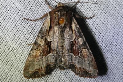 <i>Lacanobia w-latinum</i>