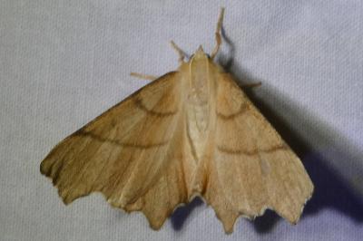 <i>Ennomos erosaria</i>