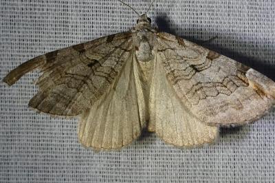 <i>Aplocera</i>