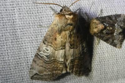 <i>Tethea ocularis</i>