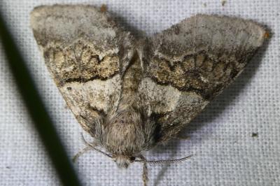 <i>Gluphisia crenata</i>