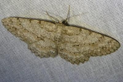 <i>Hypomecis punctinalis</i>
