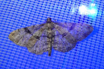 <i>Peribatodes rhomboidaria</i>
