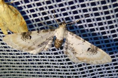 <i>Eupithecia centaureata</i>