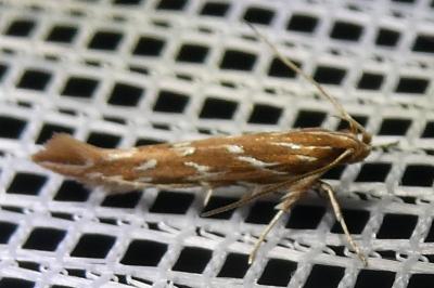 <i>Pyroderces argyrogrammos</i>