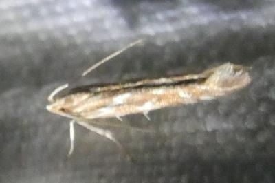 <i>Pyroderces argyrogrammos</i>