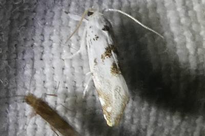 <i>Niphonympha dealbatella</i>