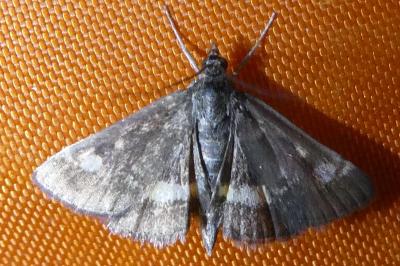 <i>Pyrausta aurata</i>