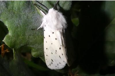 <i>Spilosoma lubricipeda</i>