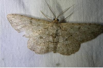 <i>Hypomecis punctinalis</i>