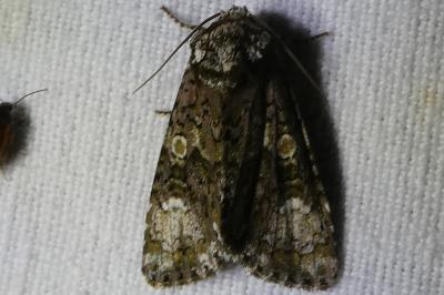 <i>Craniophora ligustri</i>