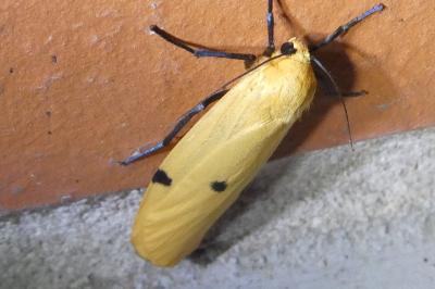 <i>Lithosia quadra</i>