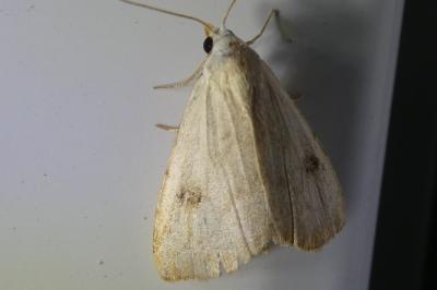 <i>Rivula sericealis</i>