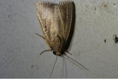 <i>Proxenus hospes</i>