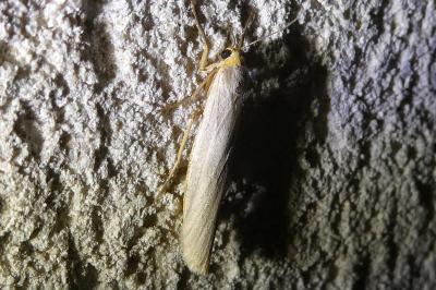 <i>Eilema caniola</i>
