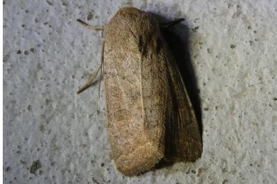 <i>Hoplodrina ambigua</i>