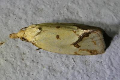 <i>Agapeta hamana</i>