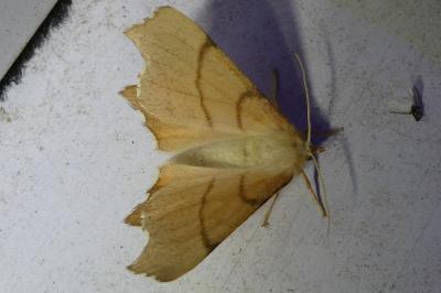 <i>Ennomos erosaria</i>