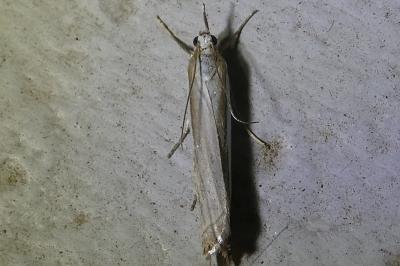 <i>Crambus lathoniellus</i>