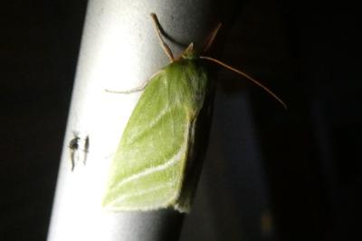 <i>Pseudoips prasinanus</i>