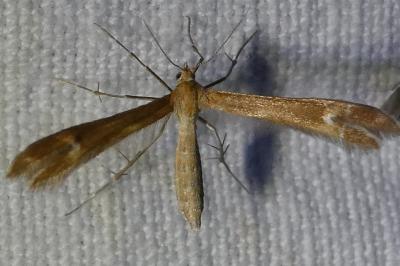 <i>Marasmarcha lunaedactyla</i>