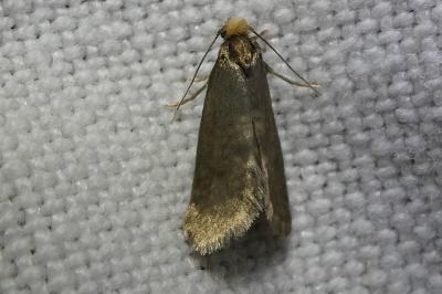 <i>Taleporia tubulosa</i>
