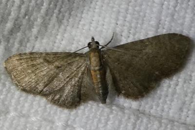 <i>Eupithecia haworthiata</i>