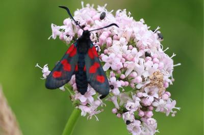 <i>Zygaena trifolii</i>