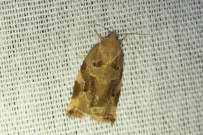 <i>Archips xylosteana</i>