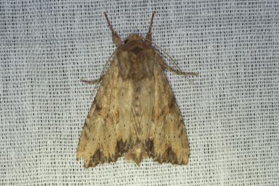 <i>Apamea sublustris</i>