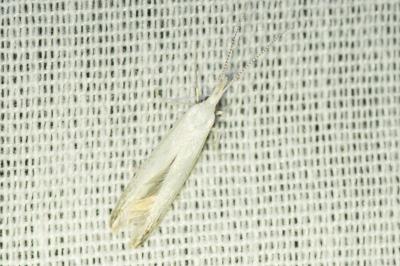 <i>Coleophora</i>