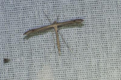 <i>Emmelina argoteles/monodactyla</i>