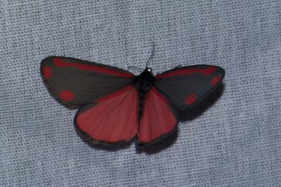 <i>Tyria jacobaeae</i>