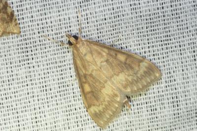 <i>Ostrinia nubilalis</i>