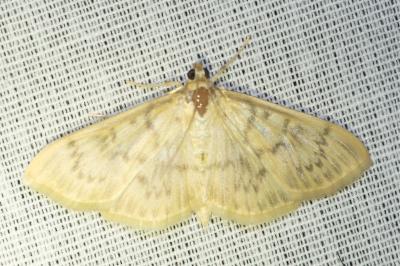 <i>Patania ruralis</i>