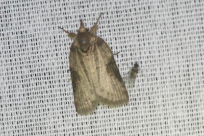 <i>Nycteola revayana</i>
