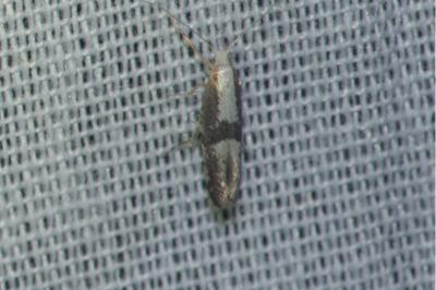 <i>Argyresthia spinosella</i>
