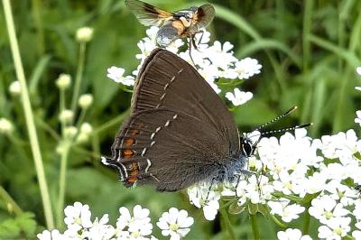 <i>Satyrium ilicis</i>