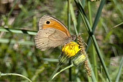 <i>Maniola jurtina</i>